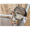 Image 4 : Gorgeous Gray Fox Full Body Taxidermy Mount