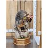Image 5 : Gorgeous Gray Fox Full Body Taxidermy Mount