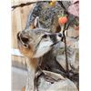 Image 6 : Gorgeous Gray Fox Full Body Taxidermy Mount