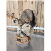 Image 7 : Gorgeous Gray Fox Full Body Taxidermy Mount