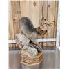 Image 8 : Gorgeous Gray Fox Full Body Taxidermy Mount
