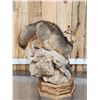 Image 9 : Gorgeous Gray Fox Full Body Taxidermy Mount