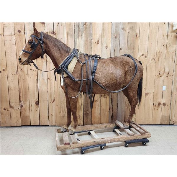 Harness Horse Full Body Taxidermy Mount