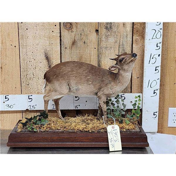 African Blue Duiker Full Body Taxidermy Mount