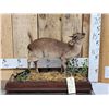 Image 1 : African Blue Duiker Full Body Taxidermy Mount