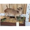 Image 2 : African Blue Duiker Full Body Taxidermy Mount