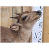 Image 3 : African Blue Duiker Full Body Taxidermy Mount