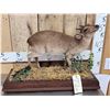 Image 4 : African Blue Duiker Full Body Taxidermy Mount