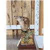 Image 5 : African Blue Duiker Full Body Taxidermy Mount