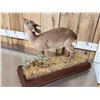 Image 6 : African Blue Duiker Full Body Taxidermy Mount