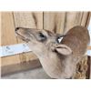 Image 7 : African Blue Duiker Full Body Taxidermy Mount