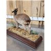 Image 8 : African Blue Duiker Full Body Taxidermy Mount