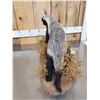 Image 10 : African Honey Badger Full Body Taxidermy Mount