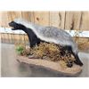 Image 11 : African Honey Badger Full Body Taxidermy Mount