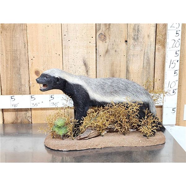 African Honey Badger Full Body Taxidermy Mount
