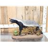 Image 1 : African Honey Badger Full Body Taxidermy Mount