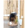 Image 2 : African Honey Badger Full Body Taxidermy Mount