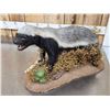 Image 3 : African Honey Badger Full Body Taxidermy Mount