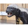 Image 4 : African Honey Badger Full Body Taxidermy Mount