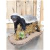 Image 5 : African Honey Badger Full Body Taxidermy Mount