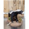 Image 6 : African Honey Badger Full Body Taxidermy Mount