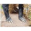 Image 7 : African Honey Badger Full Body Taxidermy Mount