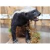Image 8 : African Honey Badger Full Body Taxidermy Mount