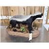 Image 9 : African Honey Badger Full Body Taxidermy Mount