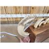 Image 11 : Complete Set Of HUGE Hippopotamus Tusks Taxidermy