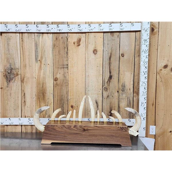 Complete Set Of HUGE Hippopotamus Tusks Taxidermy