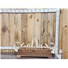 Image 1 : Complete Set Of HUGE Hippopotamus Tusks Taxidermy