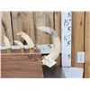 Image 3 : Complete Set Of HUGE Hippopotamus Tusks Taxidermy
