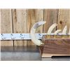Image 4 : Complete Set Of HUGE Hippopotamus Tusks Taxidermy