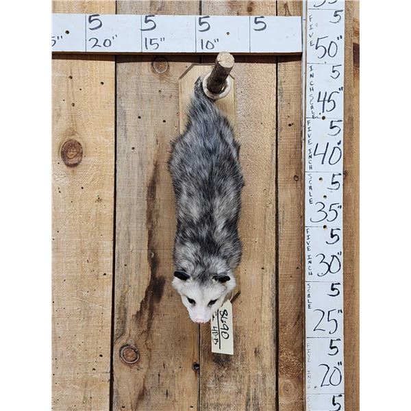 Opossum Hanging By It's Tail Taxidermy Mount