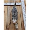 Image 2 : Opossum Hanging By It's Tail Taxidermy Mount