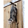Image 3 : Opossum Hanging By It's Tail Taxidermy Mount