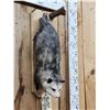 Image 4 : Opossum Hanging By It's Tail Taxidermy Mount