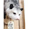Image 5 : Opossum Hanging By It's Tail Taxidermy Mount