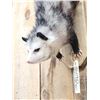 Image 6 : Opossum Hanging By It's Tail Taxidermy Mount