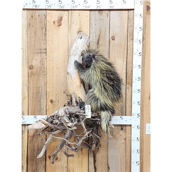 BIG Porcupine Full Body Taxidermy Mount