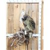 Image 1 : BIG Porcupine Full Body Taxidermy Mount