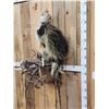 Image 2 : BIG Porcupine Full Body Taxidermy Mount