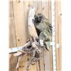 Image 3 : BIG Porcupine Full Body Taxidermy Mount