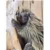 Image 4 : BIG Porcupine Full Body Taxidermy Mount
