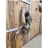 Image 5 : BIG Porcupine Full Body Taxidermy Mount