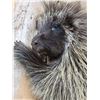 Image 6 : BIG Porcupine Full Body Taxidermy Mount