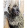 Image 7 : BIG Porcupine Full Body Taxidermy Mount