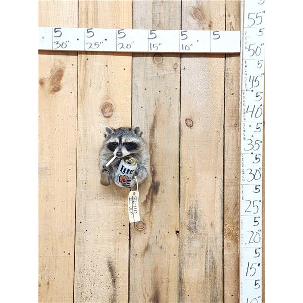 Naughty Raccoon Shoulder Mount Taxidermy