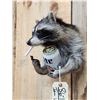 Image 3 : Naughty Raccoon Shoulder Mount Taxidermy