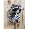Image 4 : Naughty Raccoon Shoulder Mount Taxidermy
